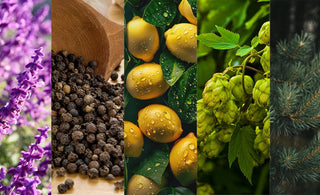 AUXO - What are Terpenes? The Entourage Effect - AUXO